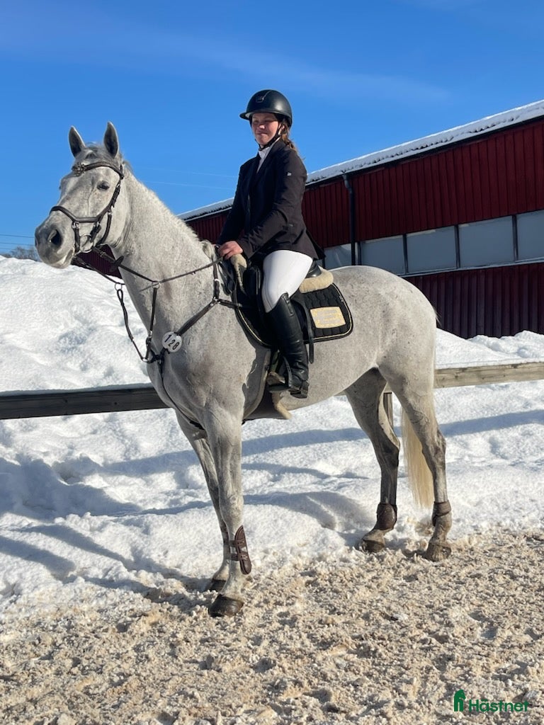 hästar Fin hopphäst med bra gång  i Sala - Annons 13