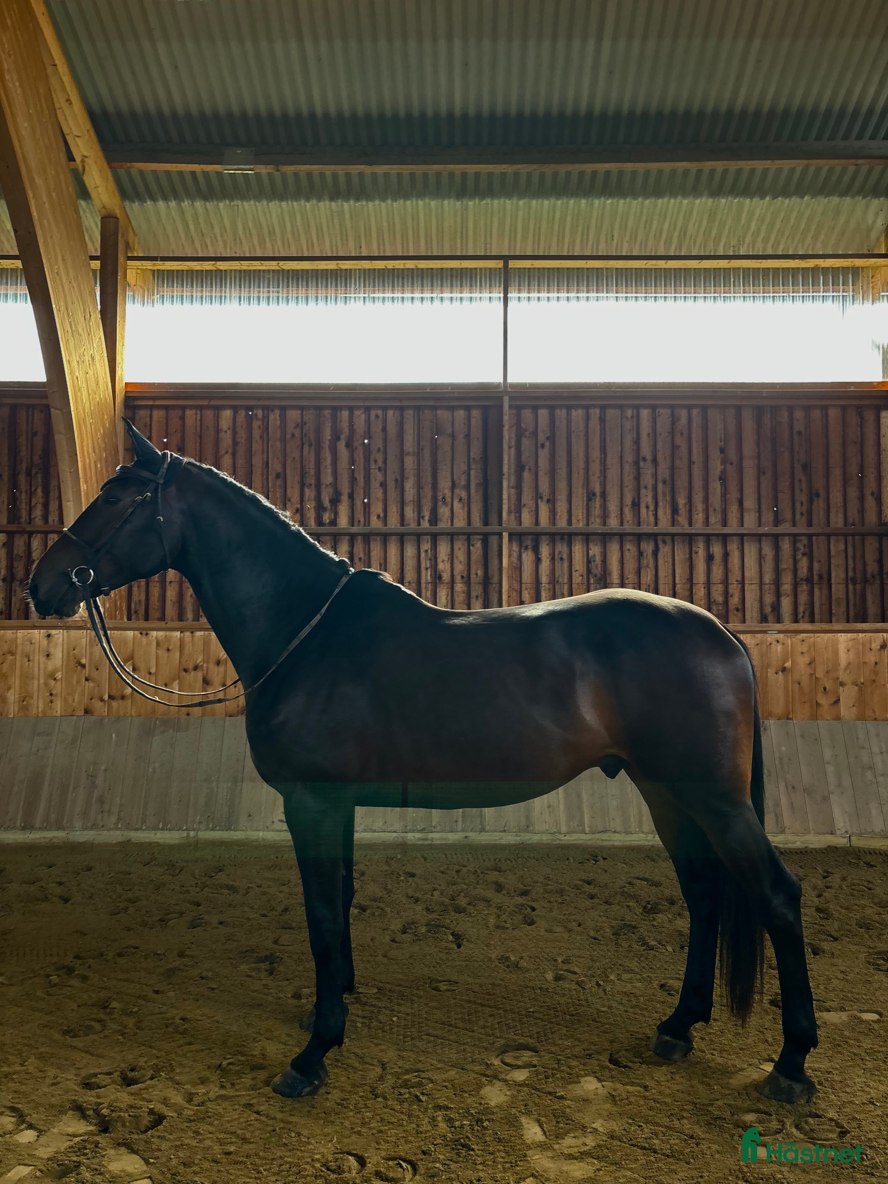  hästar Extremt talangfull 7 åring  i Sala - Annons 7