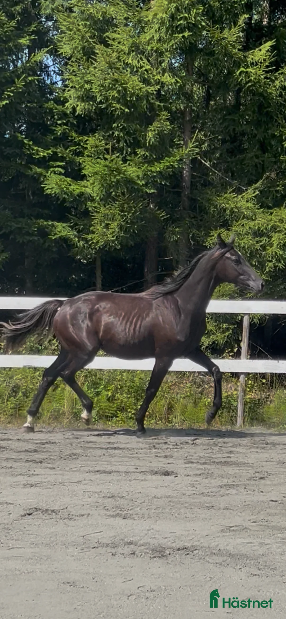 Dressyr hästar till salu: Söt 1-åring i Sätila - Annons 2