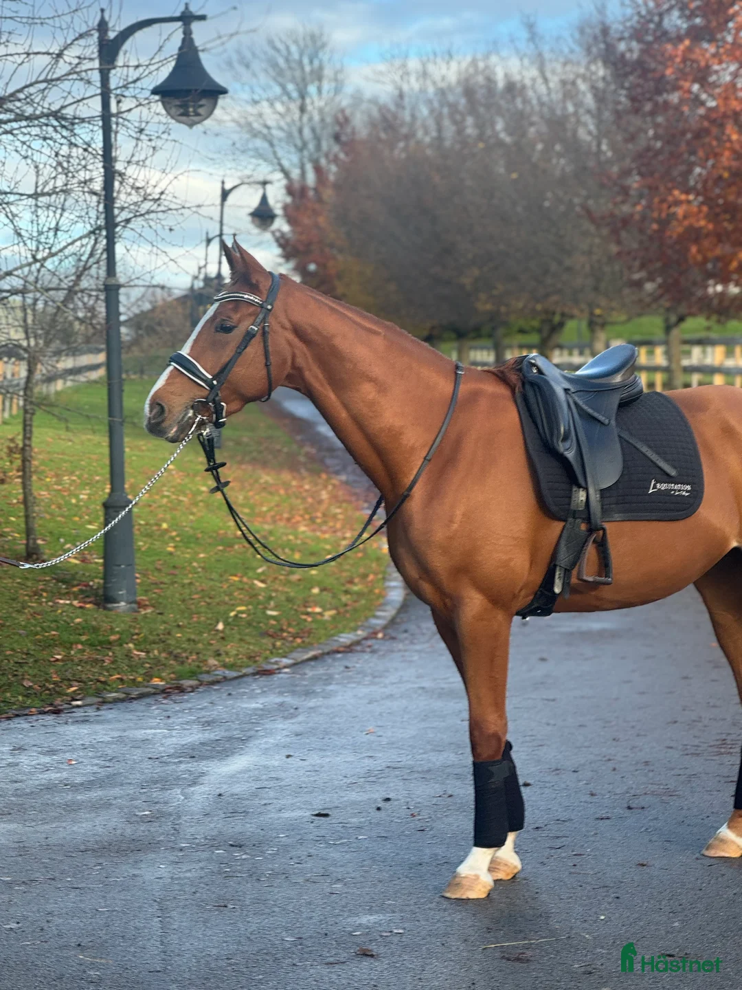 Fälttävlan hästar till salu: Talentfull 3 år gammel sto i Drammen - Annons 3