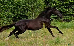 Dressyr hästar till salu: Vacker svart 1 årig hingst med härlig utstrålning  i Hallaröd - Bild 4