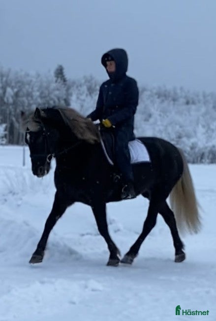  hästar Estniskt sto i Haparanda - Annons 2