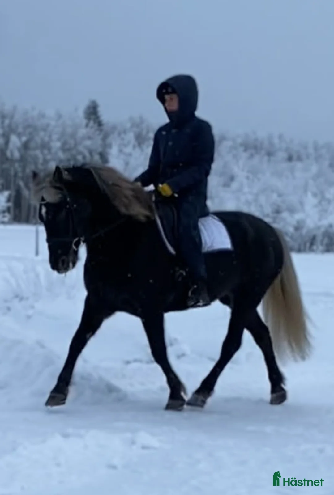 Allround hästar till salu: Estniskt sto i Haparanda - Annons 1