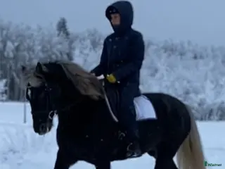 hästar Estniskt sto i Haparanda - Annons 2