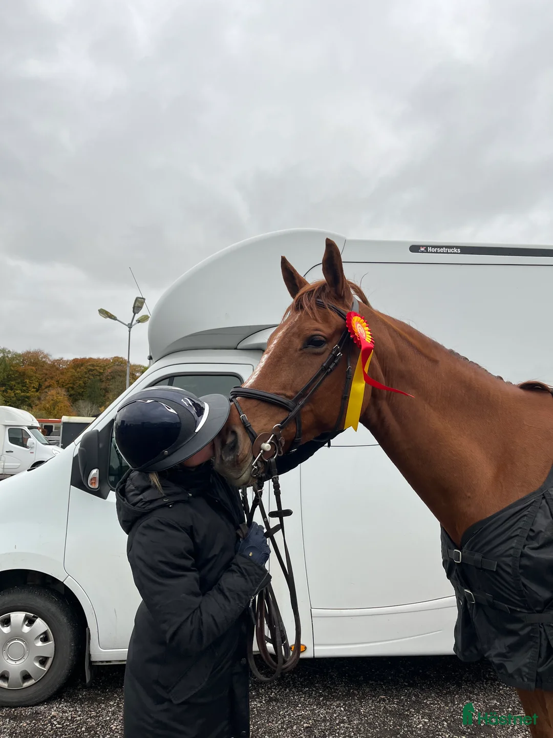 Hoppning hästar till salu: Fint sto till salu!  - Annons 3