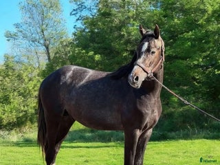 hästar Valack med utstrålning! i Hindås - Annons 18