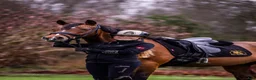 Dressyr hästar till salu: Top FEI pony  - Annons 10