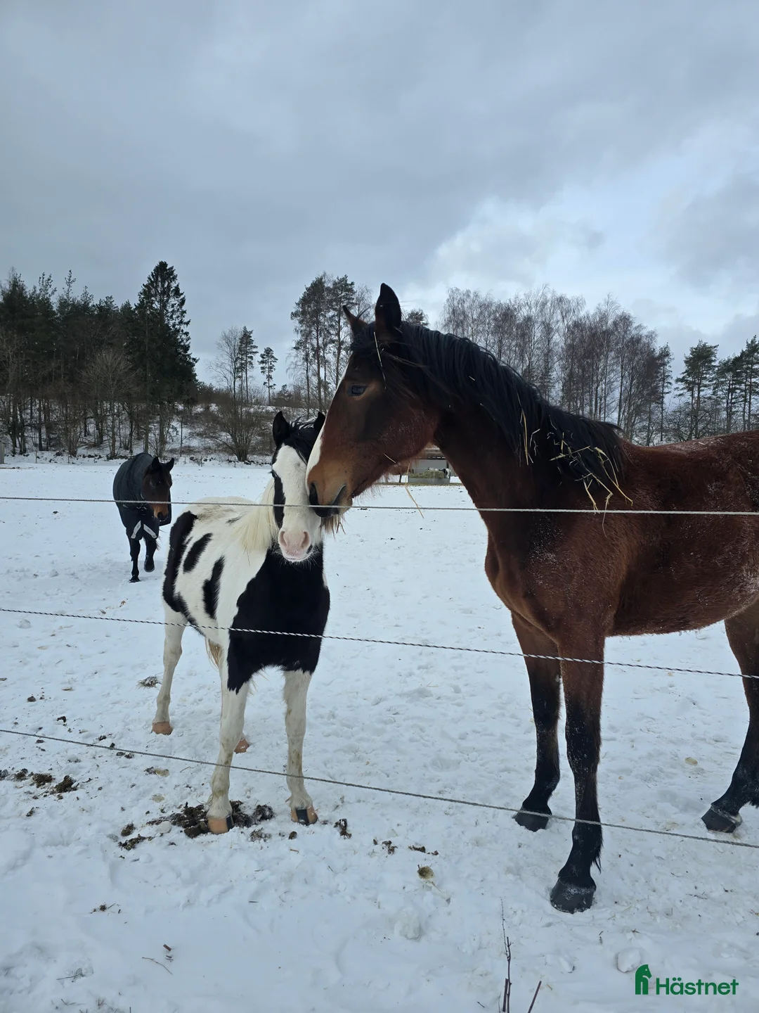  stallplats finnes: Lösdrifts platser  i Degeberga - Annons 2