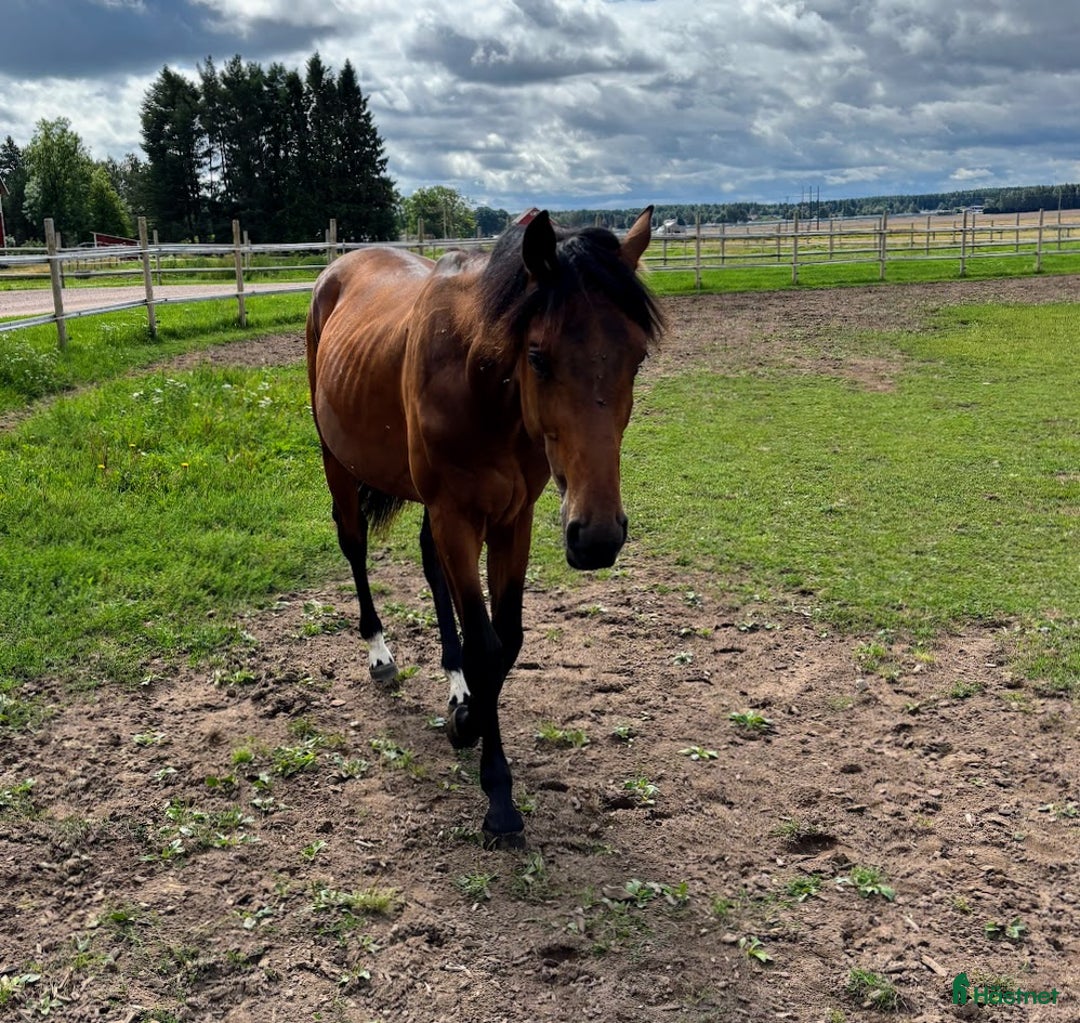 Hoppning hästar till salu: Lovande 1 åring i Hova - Annons 3
