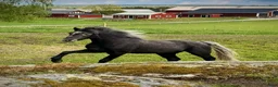 Allround hästar till salu: Snygg connemara valack 3 år - Annons 5