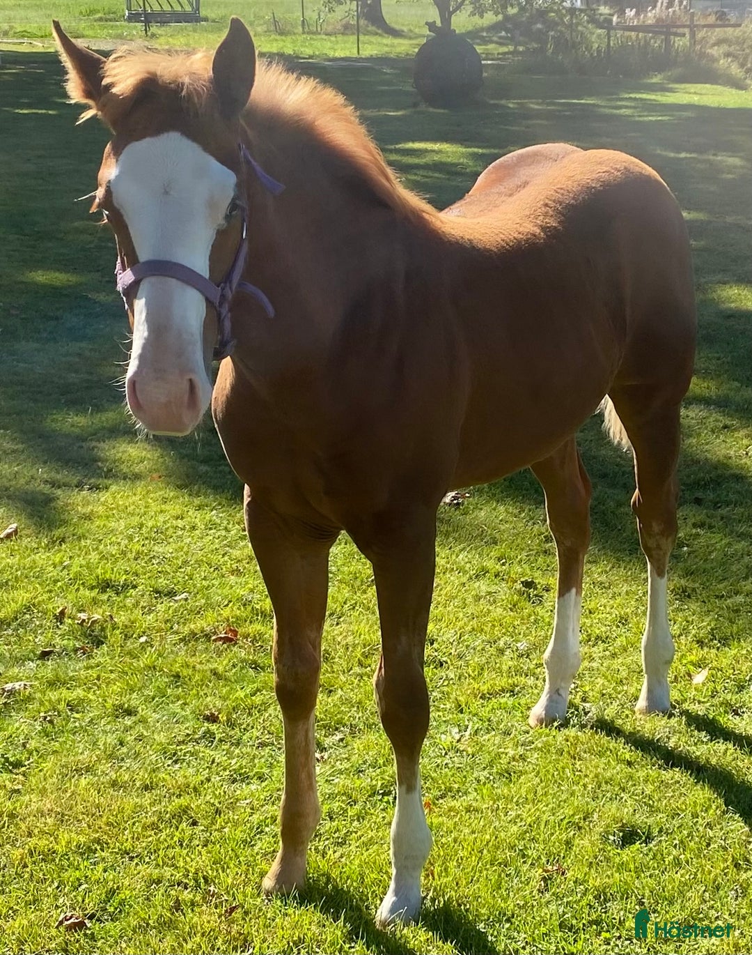 Western hästar till salu: Flashigt Reiningsto AQHA/APHA i Sävsjö - Annons 3