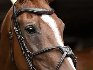 Träns hästutrustning Antaresträns i nyskick i Hova - Annons 2