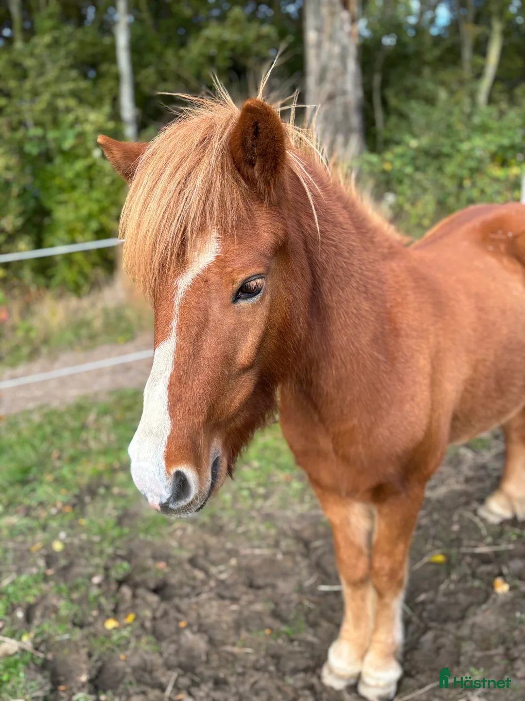 Island hästar till salu: En toppen häst för rätt person  - Annons 1