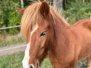 hästar En toppen häst för rätt person - Annons 5