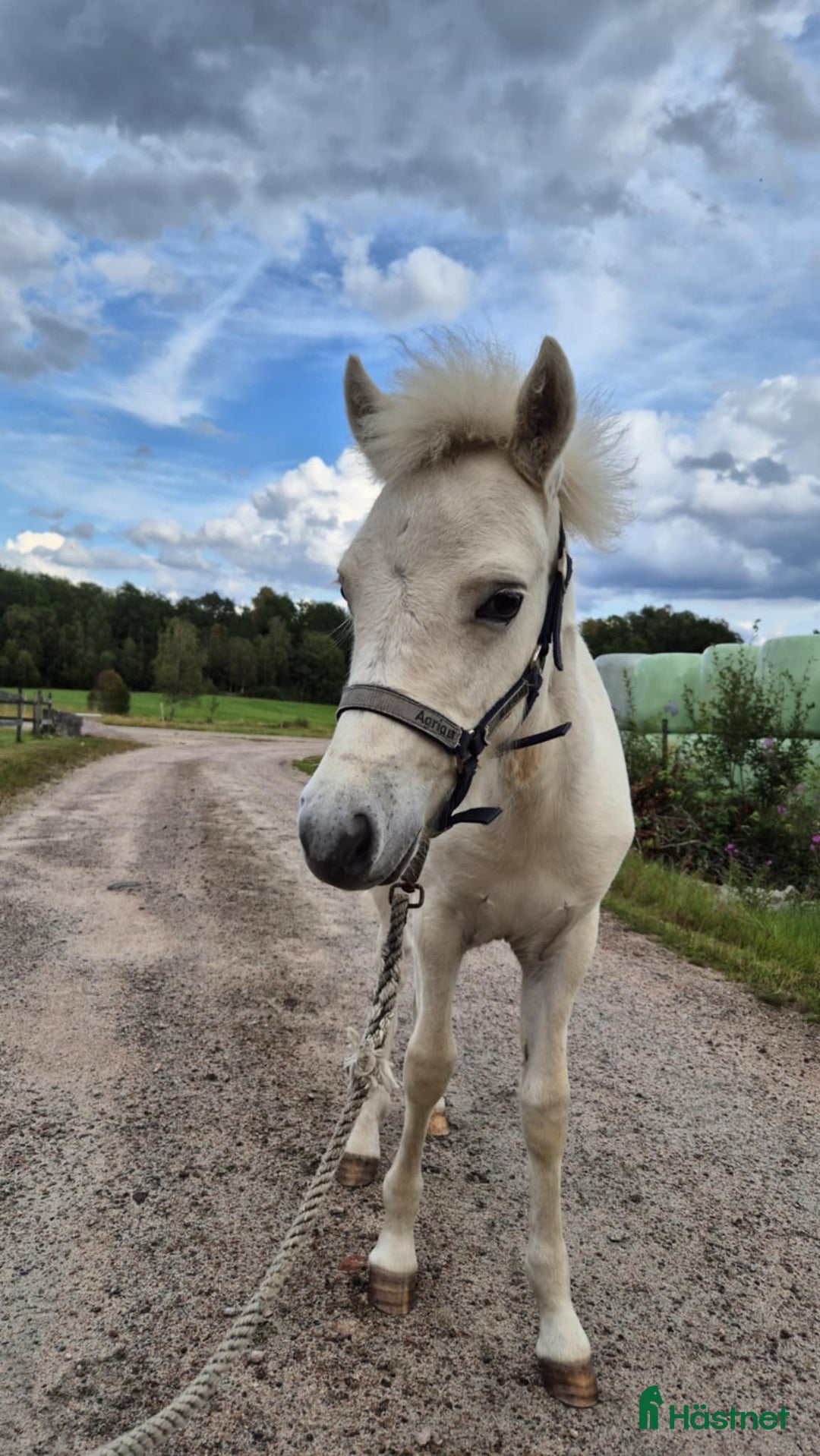 Allround hästar till salu: Gotlandsruss stoföl i Sexdrega - Annons 2