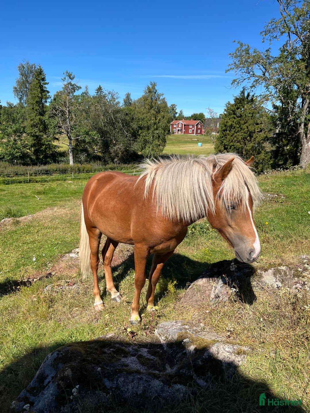Island hästar till salu: Snäll charmig och snygg hingst i Nässjö - Annons 8