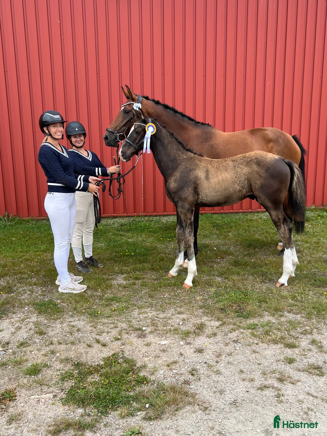 Dressyr hästar till salu: Premieföl - Högst bedömt i Sverige 2025 i Borås - Annons 3