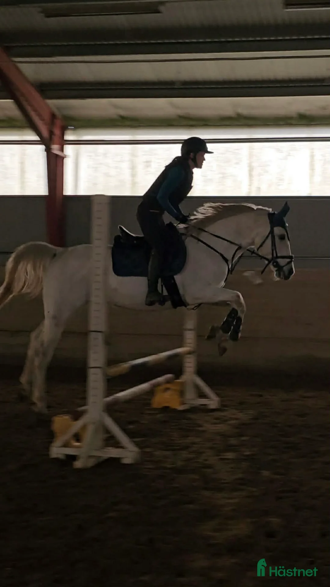 Allround hästar till salu: Arabiskt Fullblod söker nytt hem❤️ - Annons 4