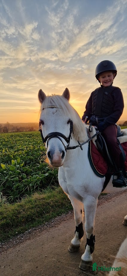  hästar Har ni våran bästa vän? i Löberöd - Annons 10