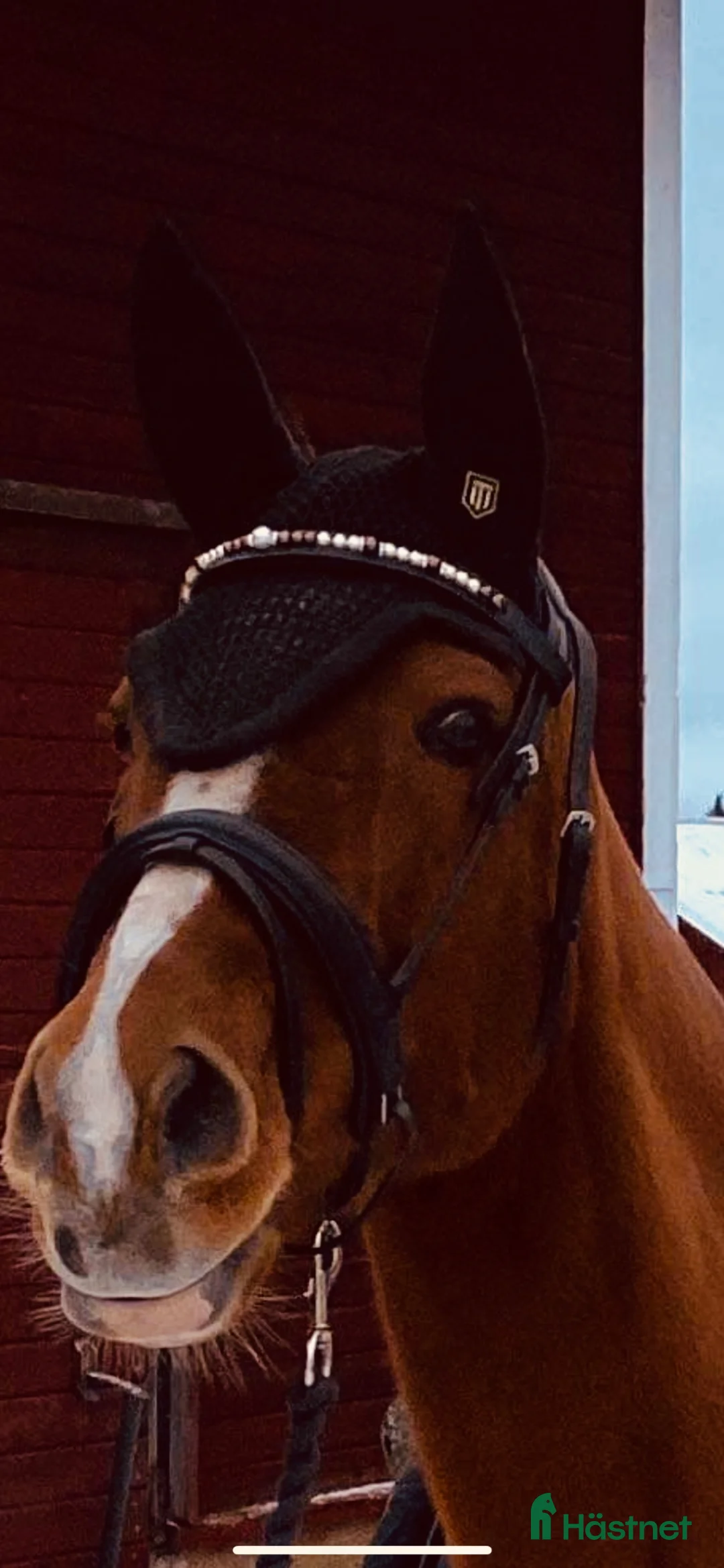  medryttarhäst finnes: Medryttare 1-2 gånger/v för uteritt i grupp.  - Annons 5