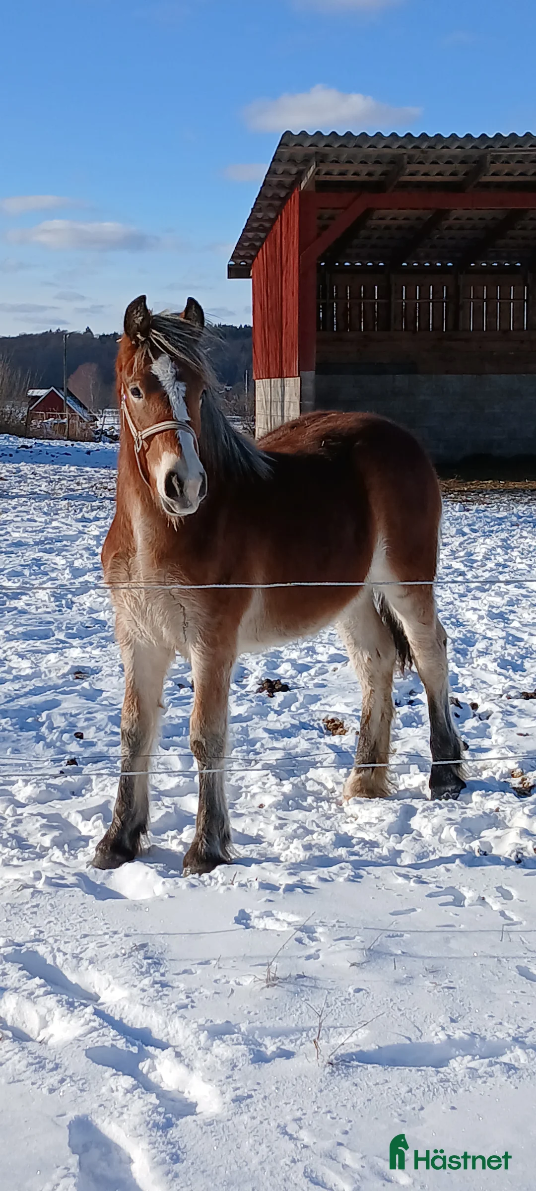 Allround hästar till salu: Nordsvensk Brukshäst  - Annons 1