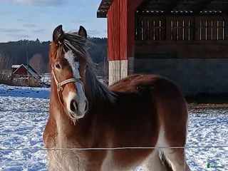 hästar Nordsvensk Brukshäst - Annons 14