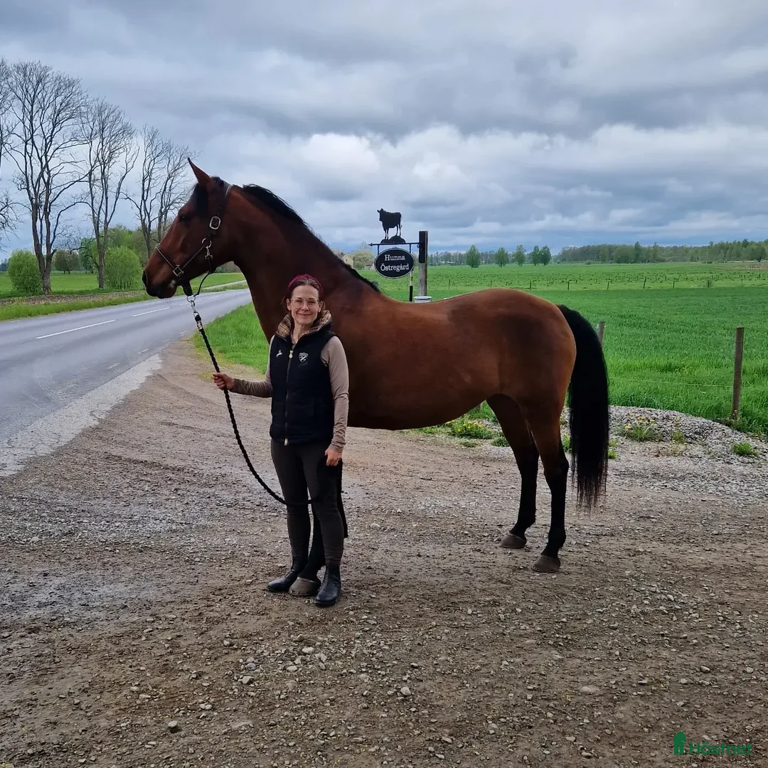 Allround hästar till salu: PRE / SWB - Annons 1