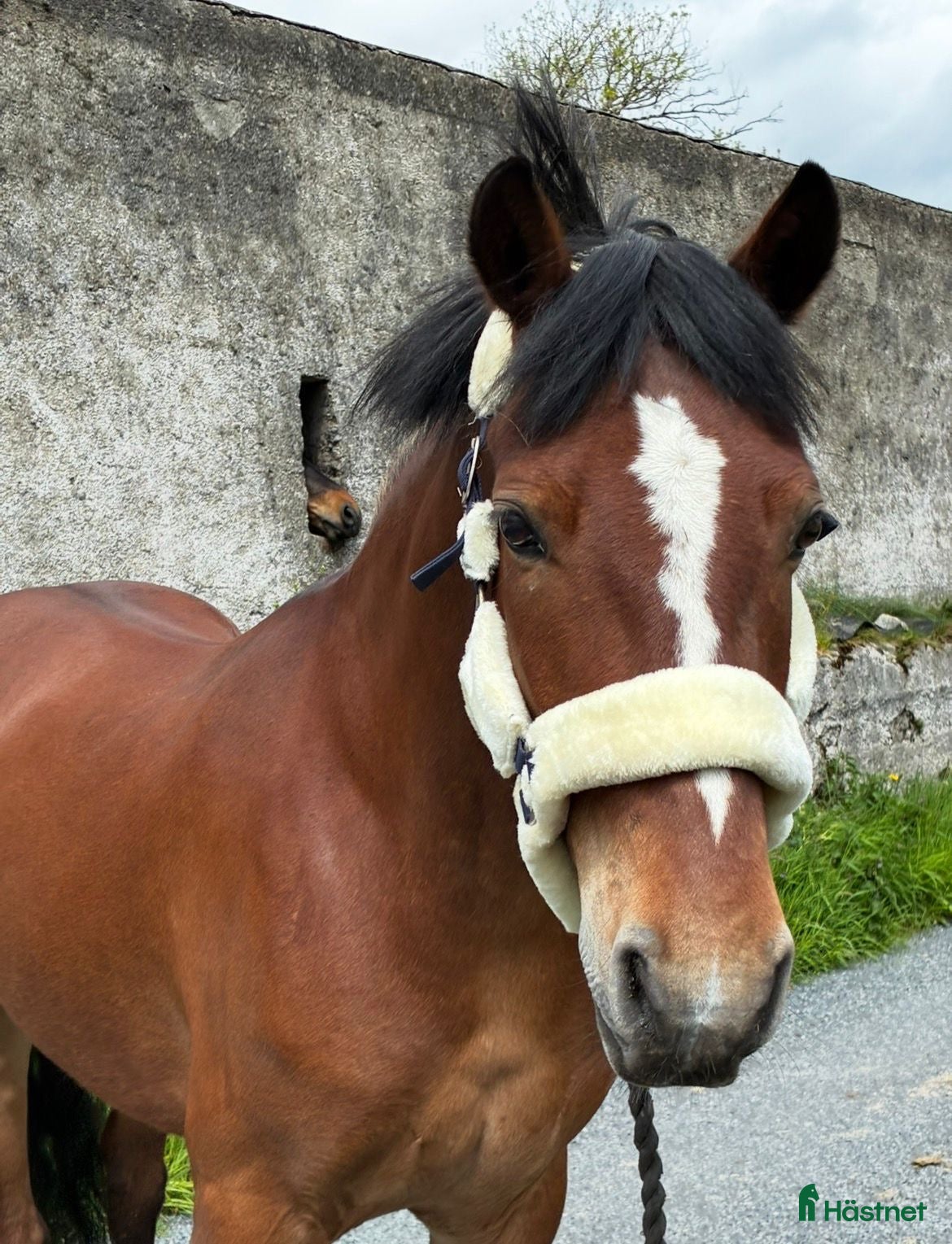  hästar Connemara gelding 148cm - Annons 8