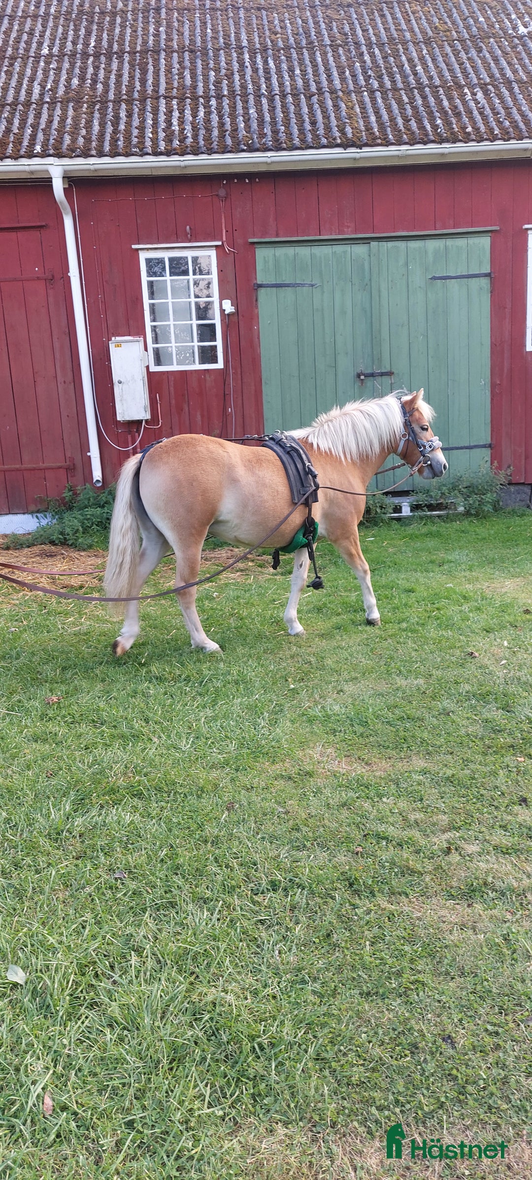 Allround hästar till salu: Coolaste ettåringen  i Kvänum - Annons 2
