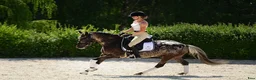 Hoppning hästar till salu: Amazing C-pony  - Annons 10