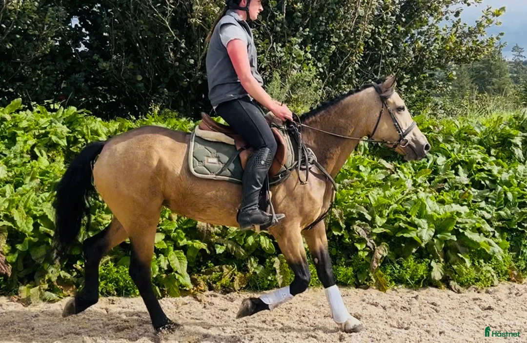 Allround hästar till salu: Easy 148 pony - Annons 2