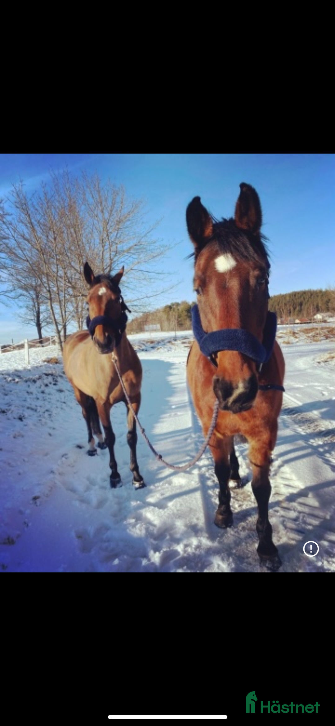 foderhäst finnes: Okomplicerad valack lånas ut som sällskapshäst  - Annons 3