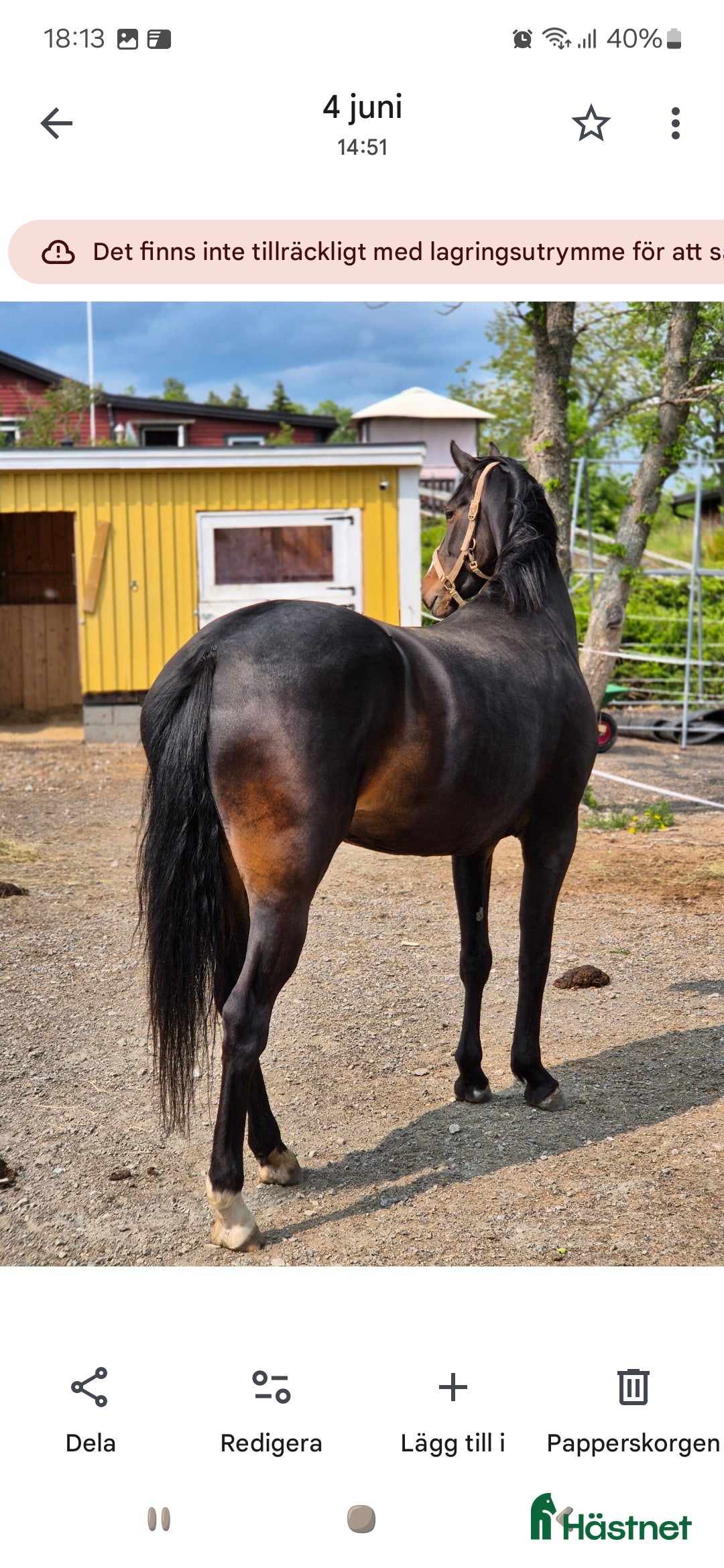 Dressyr hästar till salu: Otroligt sto, projekt i Ankarsrum - Annons 3