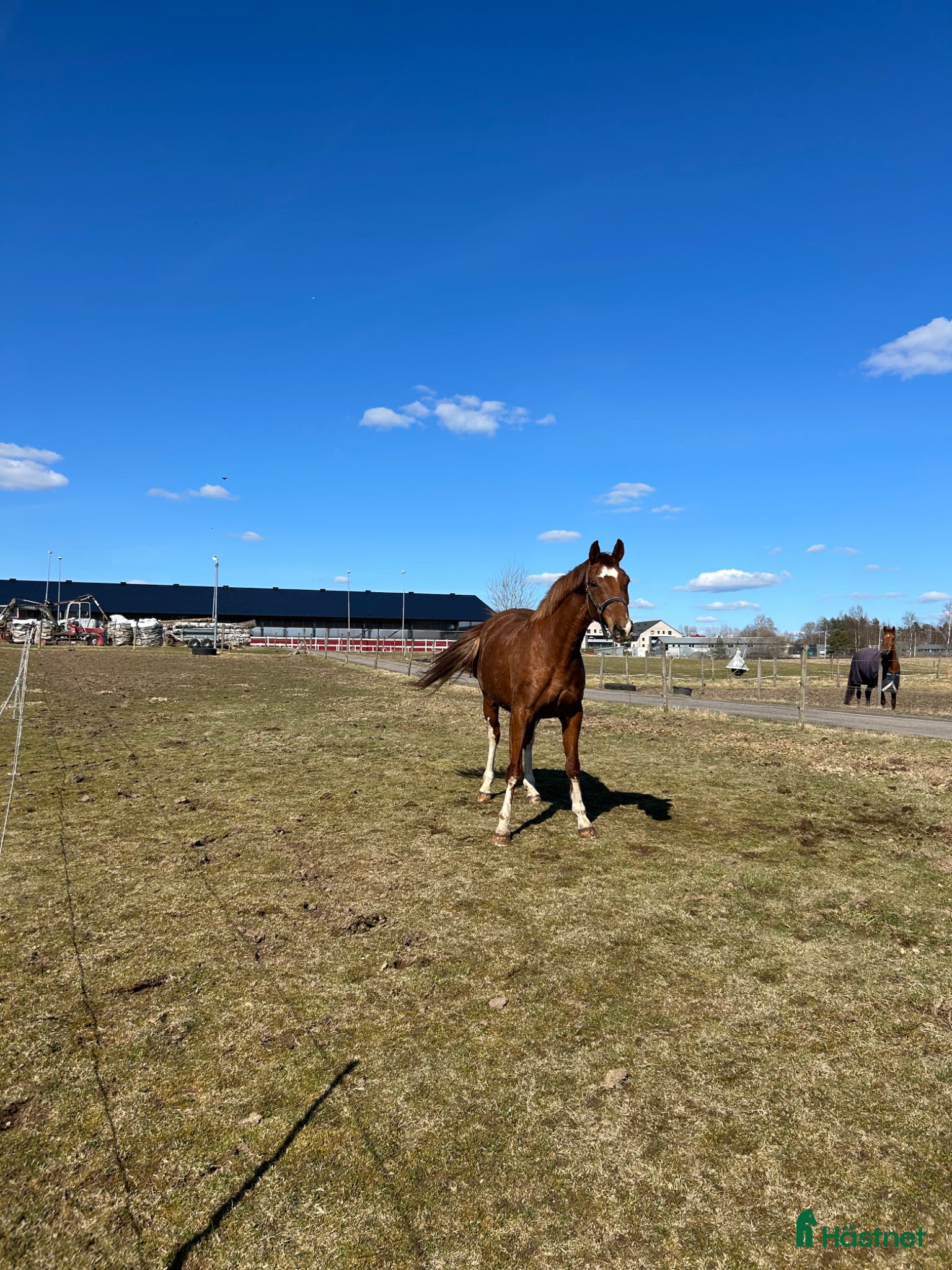 Avelshästar hästar till salu: Sto till avel/promenad - Annons 1