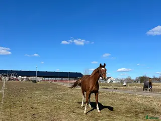 Avelshästar hästar till salu: Sto till avel/promenad - Annons 1
