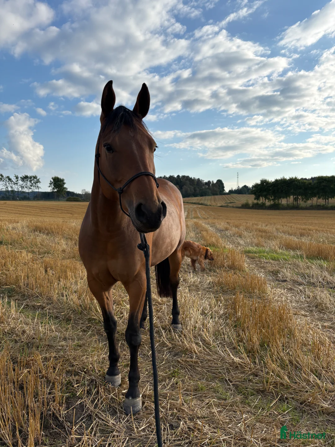 Western hästar till salu: 6 årigt quartersto - Annons 2