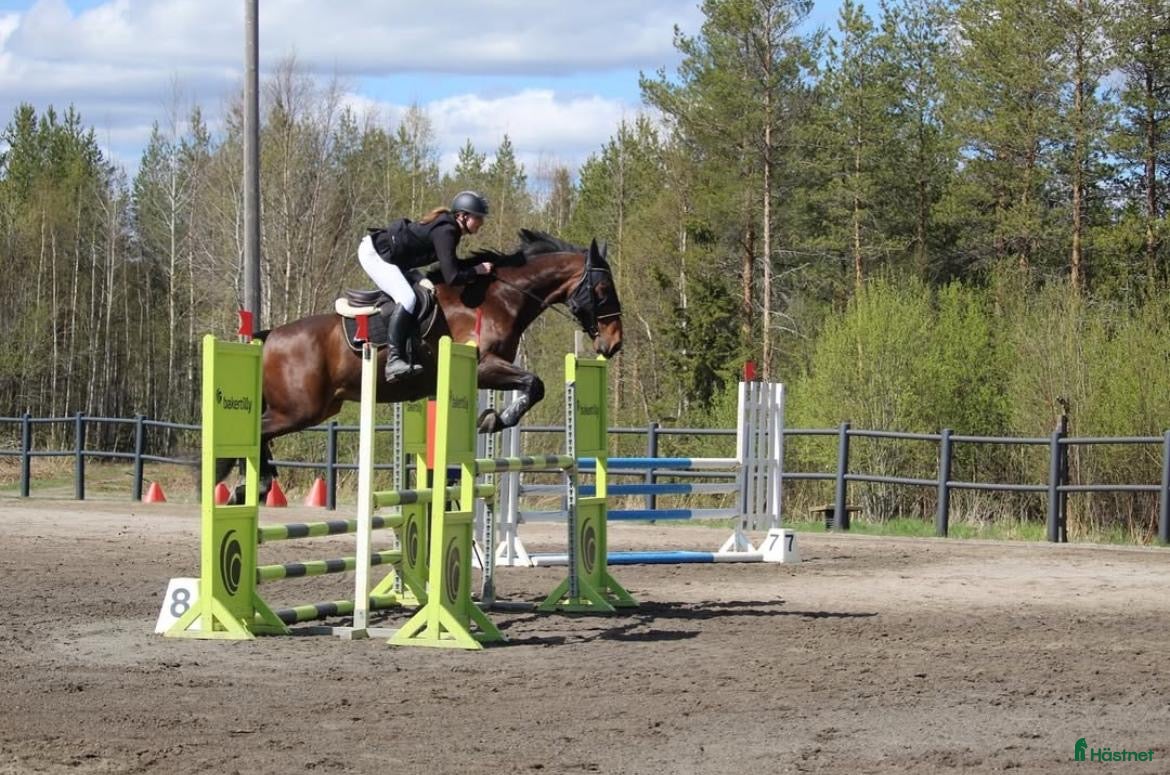 Allround hästar till salu: Snäll valack - Annons 1