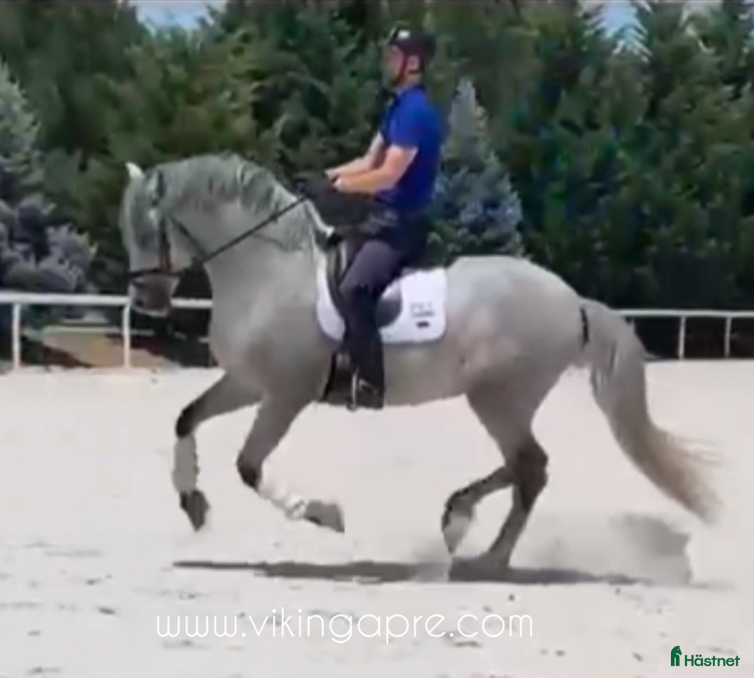 Allround hästar till salu: Elit stammad barock PRE hingst - Annons 1