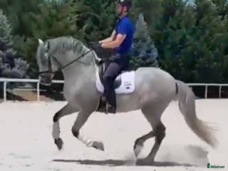 Allround hästar till salu: Elit stammad barock PRE hingst - Annons 3