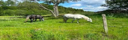 Allround hästar till salu: Trevlig ponny - Annons 3