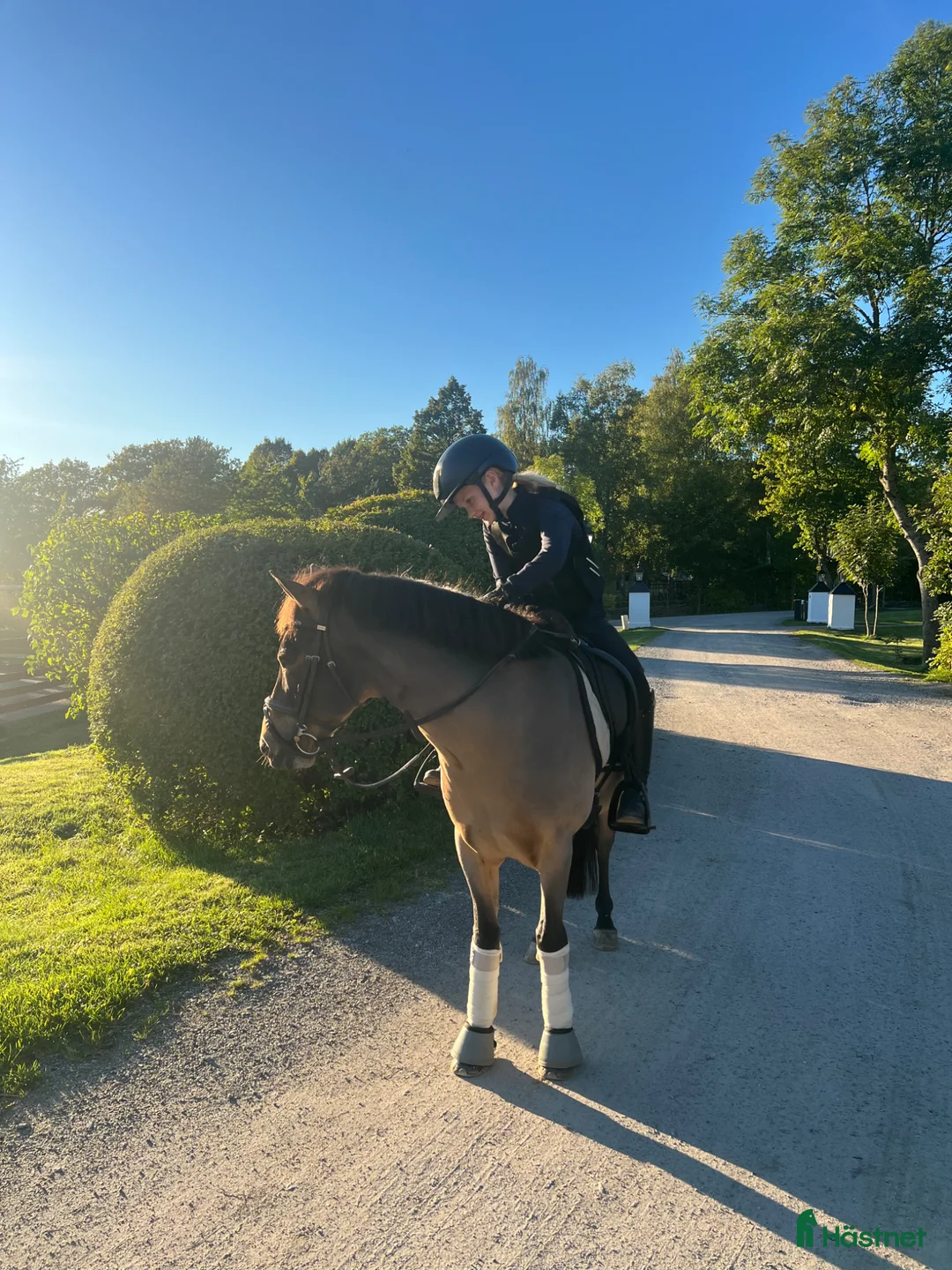 Dressyr hästar till salu: Superfin b-ponny i Ekerö - Annons 2