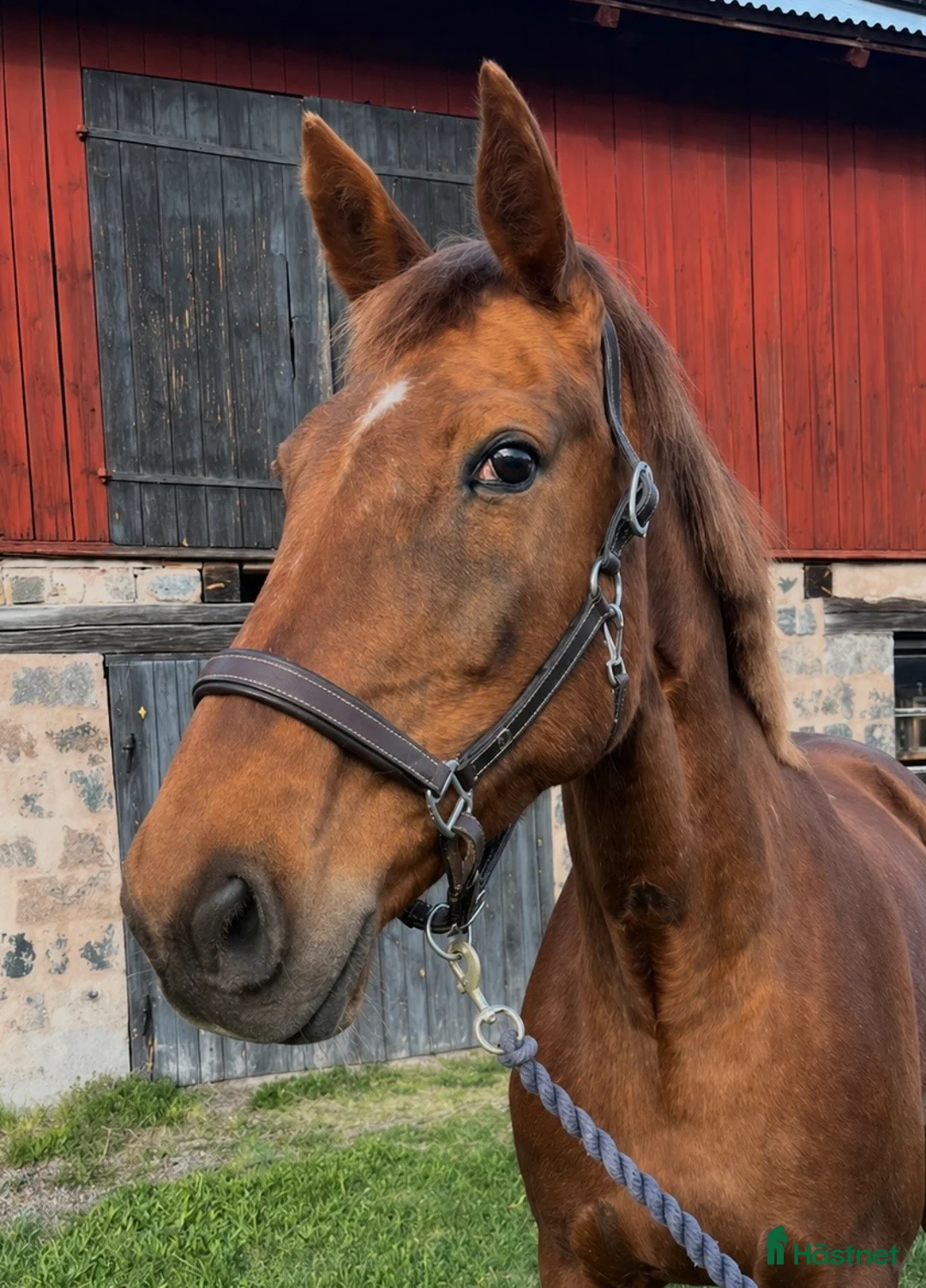 Allround hästar till salu: Trevligt sto  - Annons 4
