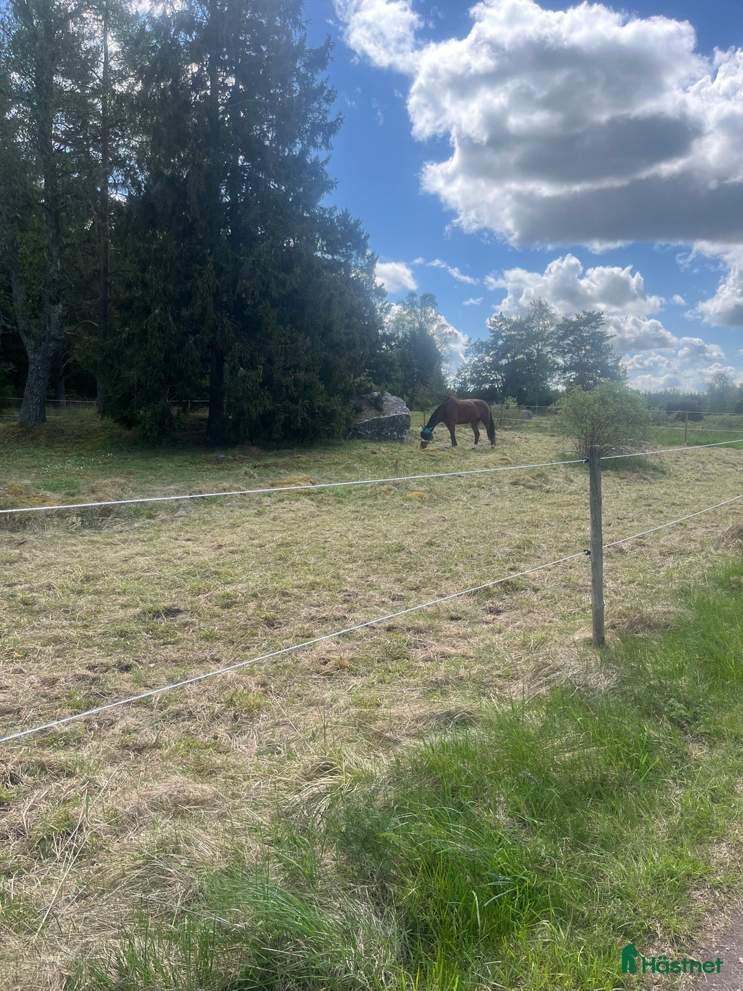  stallplats finnes: Lediga stallplatser  i Uppsala - Bild 6