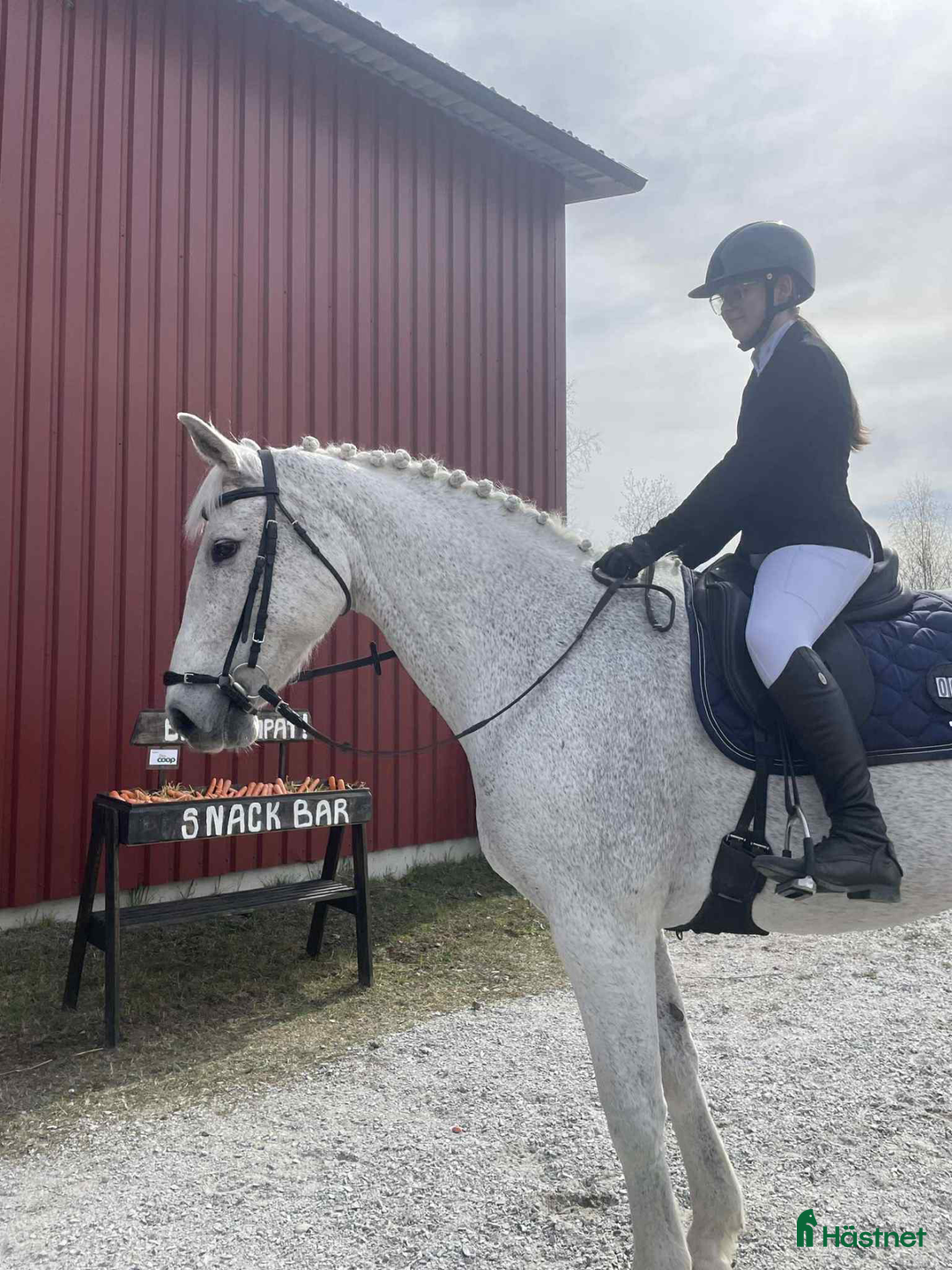 Allround hästar till salu: Snäll och trygg gentleman säljes i Söderhamn i Söderhamn - Annons 3