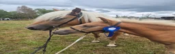 Allround hästar till salu: Snyggt haflinger hingstföl  - Annons 4