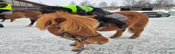  medryttarhäst finnes: Söker medryttarhäst - Annons 9