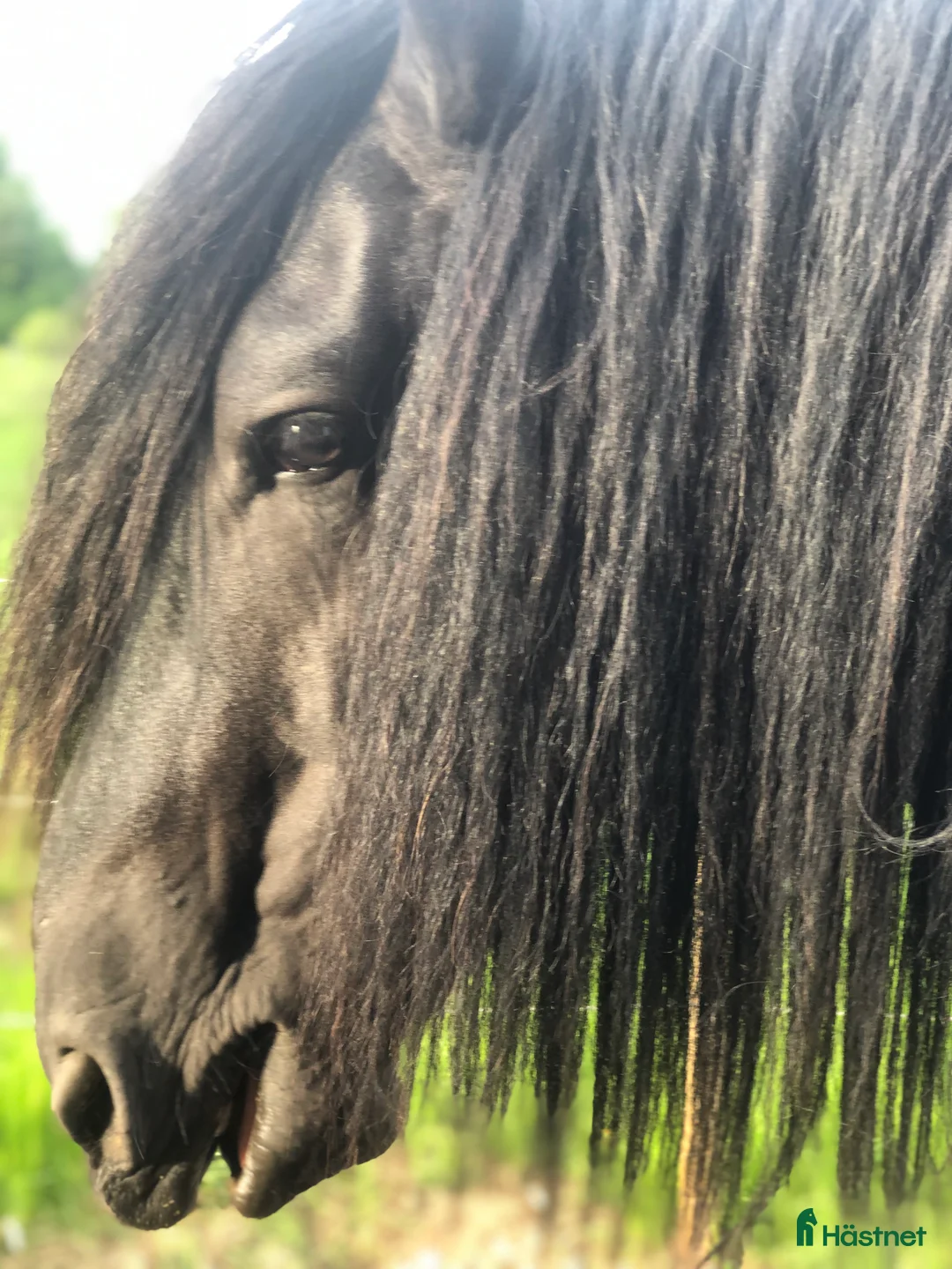Övrigt hästar till salu: Känslig drömhäst ❤️ i Järpås - Annons 3