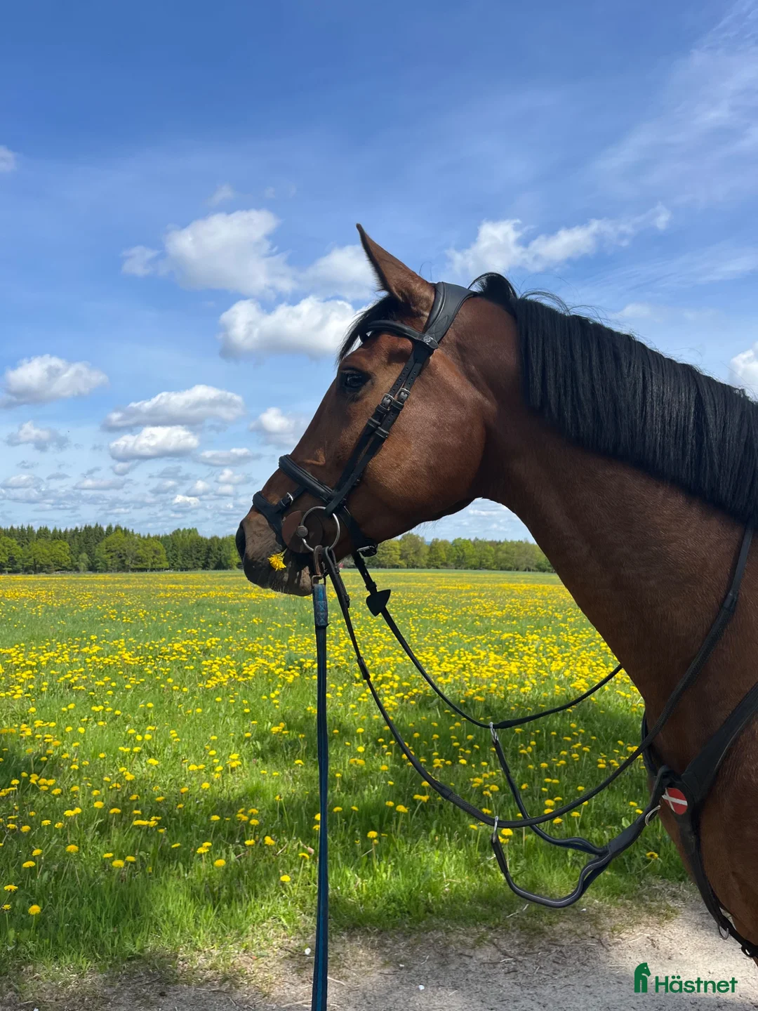 Allround hästar till salu: En bästa vän - Annons 1