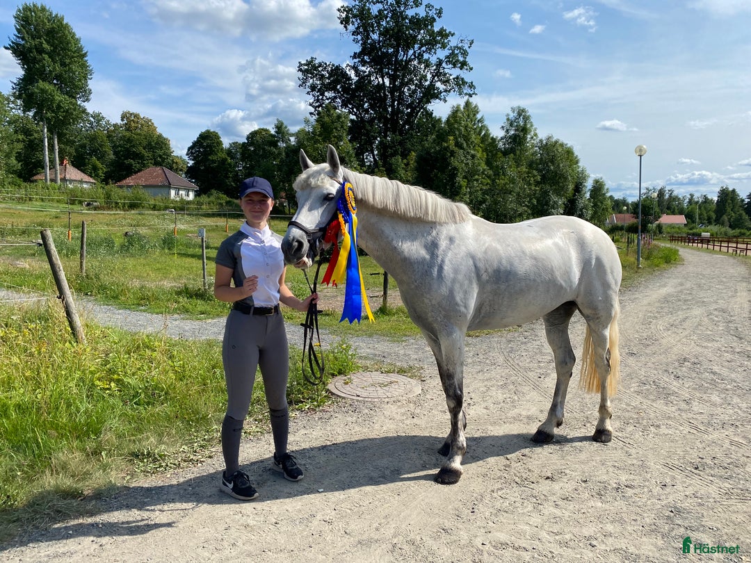 Hoppning hästar till salu: Toppstammade Connemara HINGSTÄMNE e: Ingrosso  i Ekeby - Bild 8