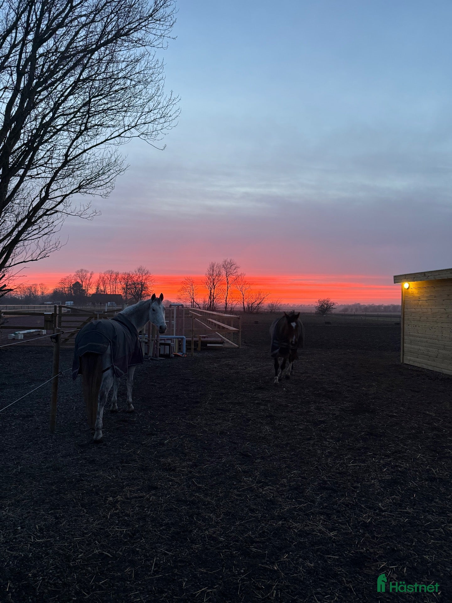  stallplats Stallplats/lösdrift för dräktigt sto - Vellinge.  - Annons 13